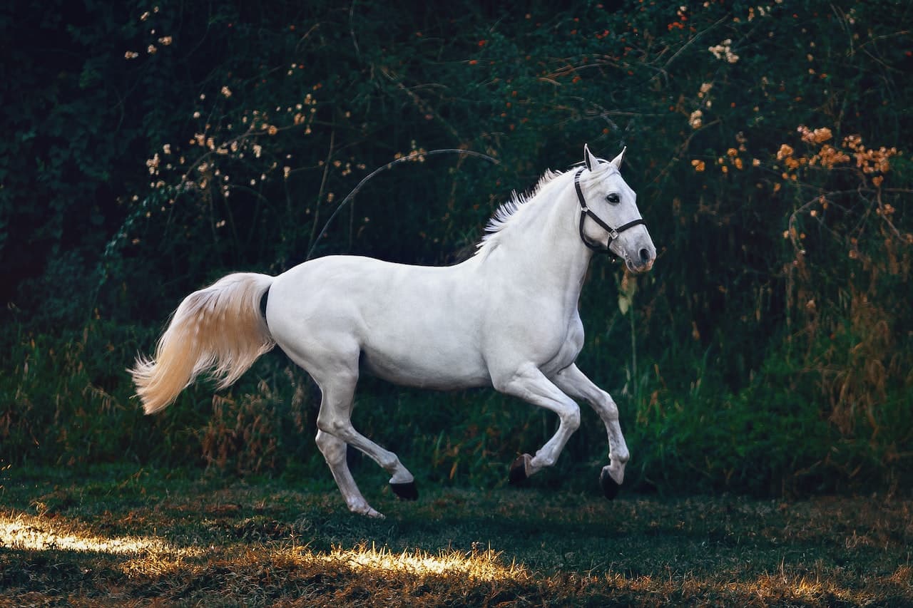 Colica del cavallo: cause, sintomi e alimentazione - Derby One